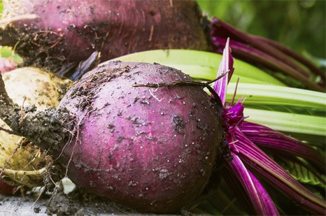 Vacuum Packed Beetroot: Far Peak Farm